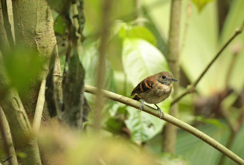 Spotted Antbird female adult