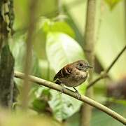 Spotted Antbird