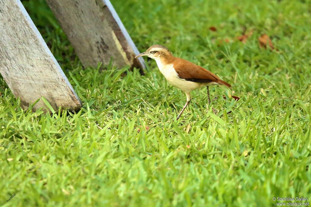 Pacific Horneroadult