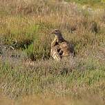 Francolin à ailes grises