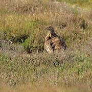 Grey-winged Francolin