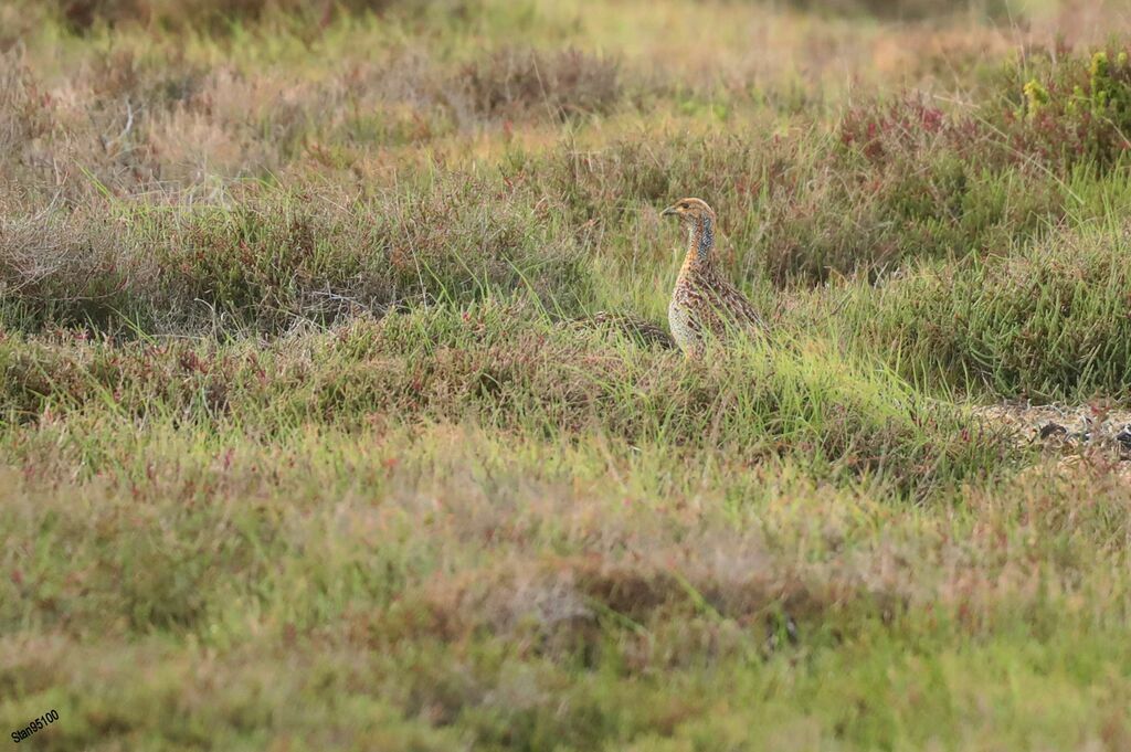 Francolin à ailes grisesadulte internuptial