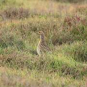 Francolin à ailes grises