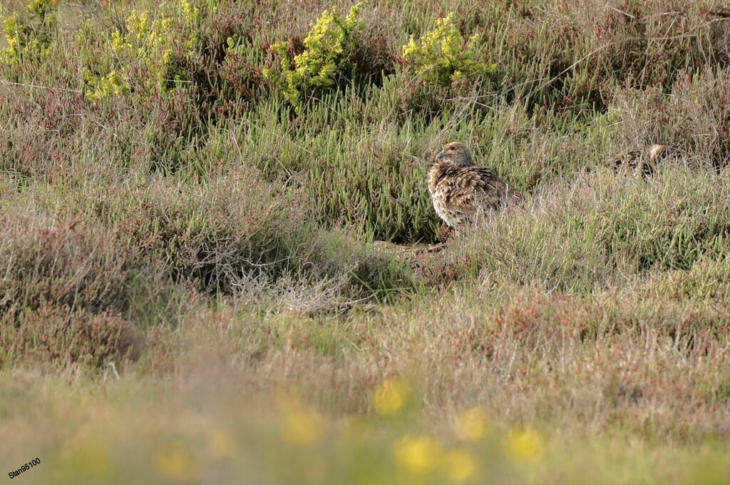 Francolin à ailes grisesadulte