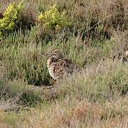 Grey-winged Francolin