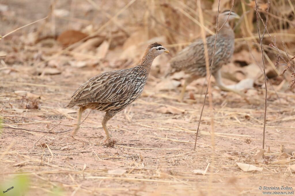 Francolin à double éperonadulte, marche