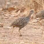 Francolin à double éperon