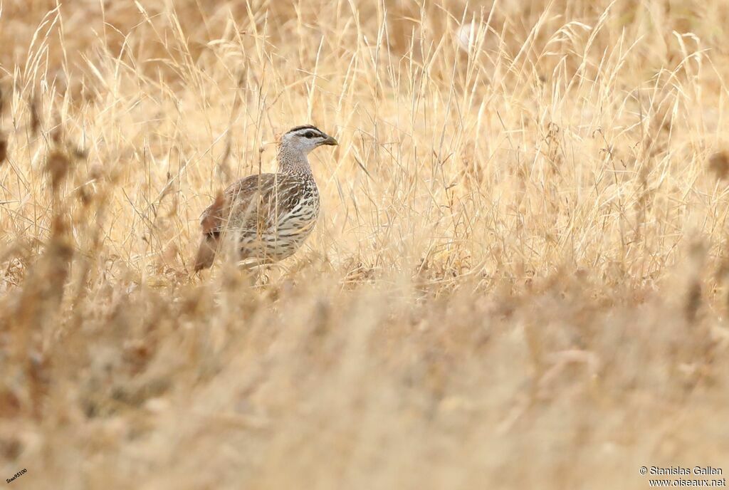 Francolin à double éperonadulte transition