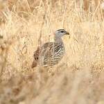 Francolin à double éperon