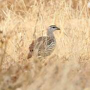 Double-spurred Spurfowl