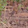 Francolin à gorge blanche