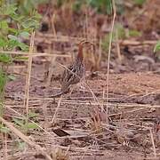 White-throated Francolin