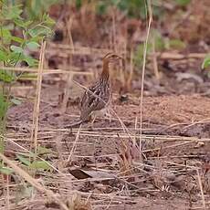 Francolin à gorge blanche