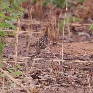 Francolin à gorge blanche