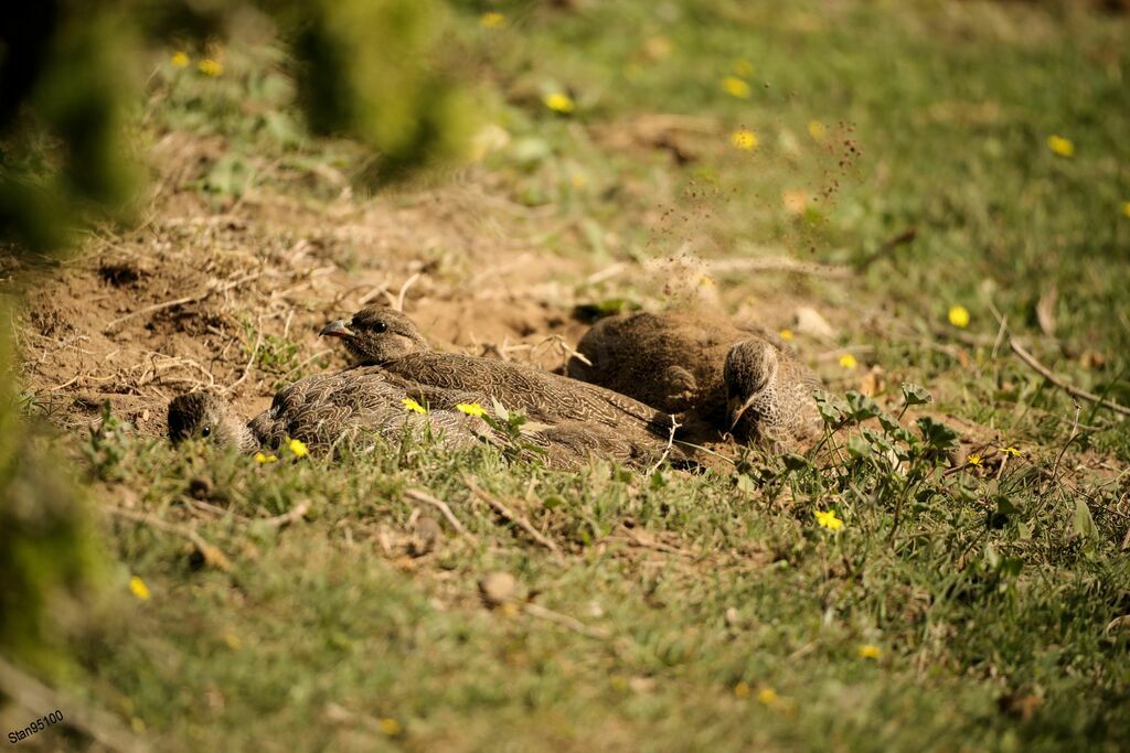 Francolin criardadulte