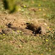 Cape Spurfowl