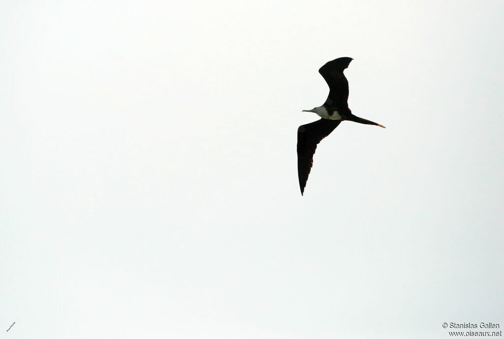 Magnificent Frigatebirdimmature, Flight