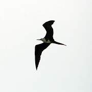 Magnificent Frigatebird