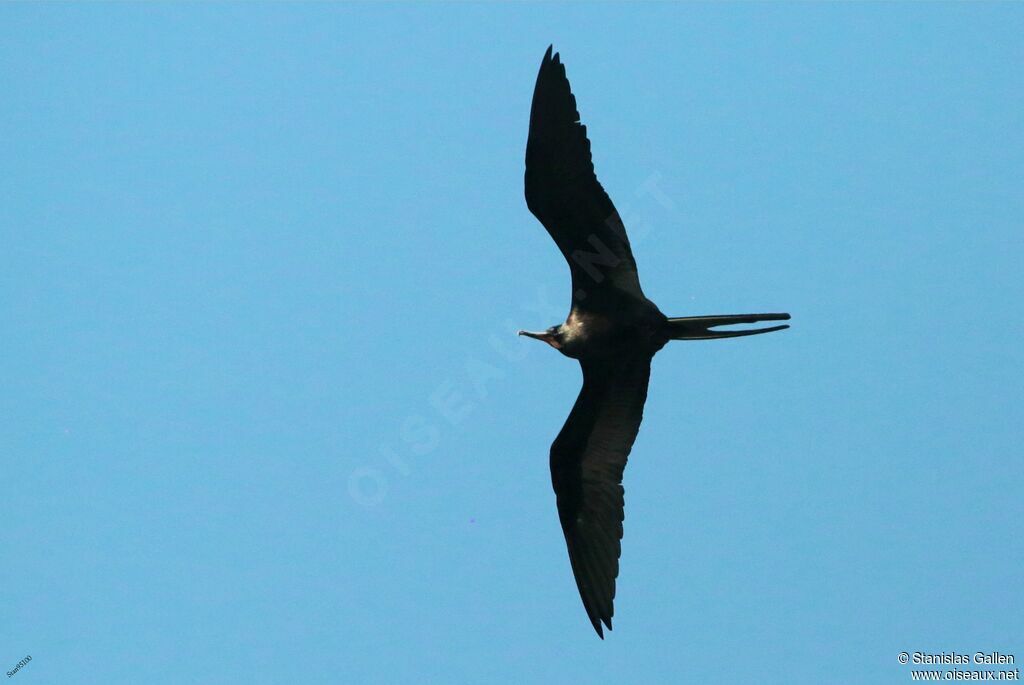 Magnificent Frigatebird male adult transition, Flight