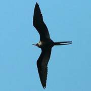 Magnificent Frigatebird