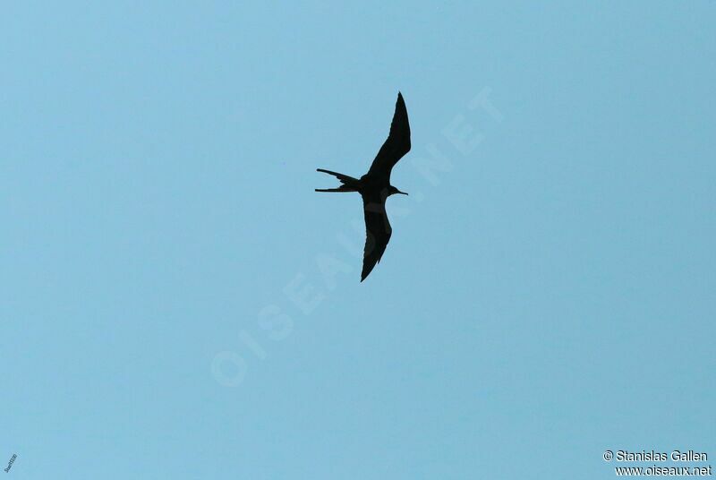 Magnificent Frigatebird male adult transition, Flight