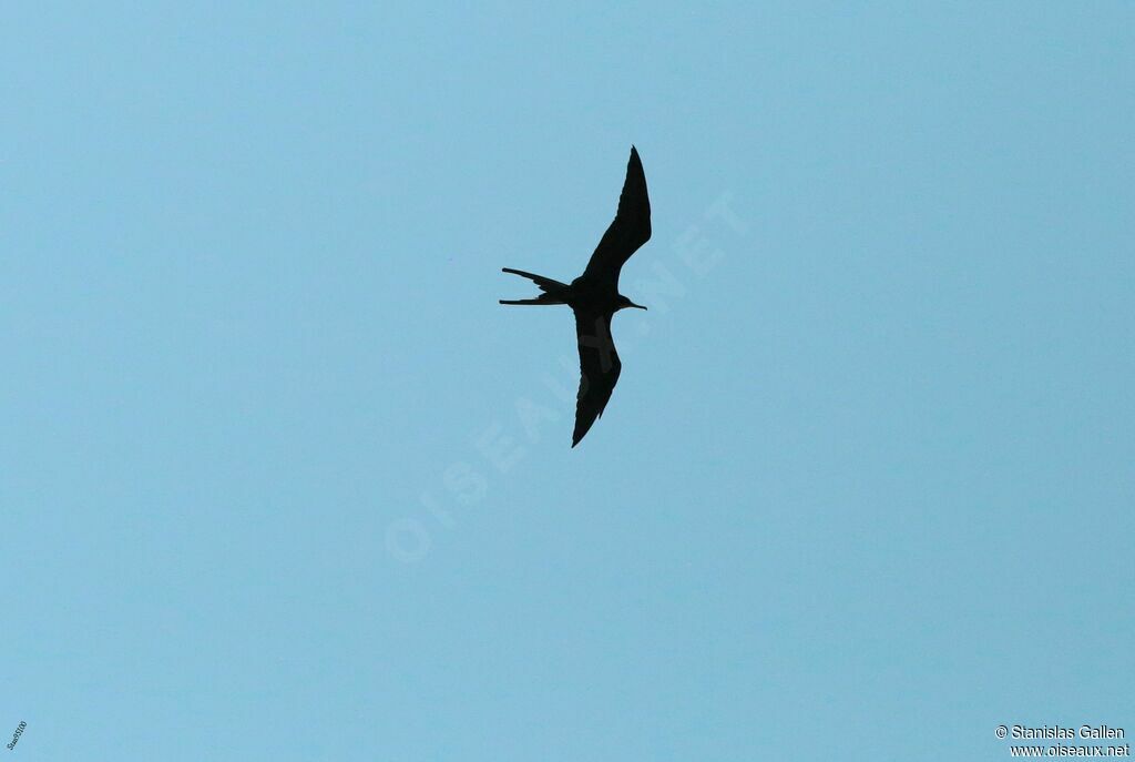 Magnificent Frigatebird male adult transition, Flight