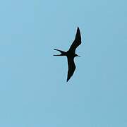 Magnificent Frigatebird