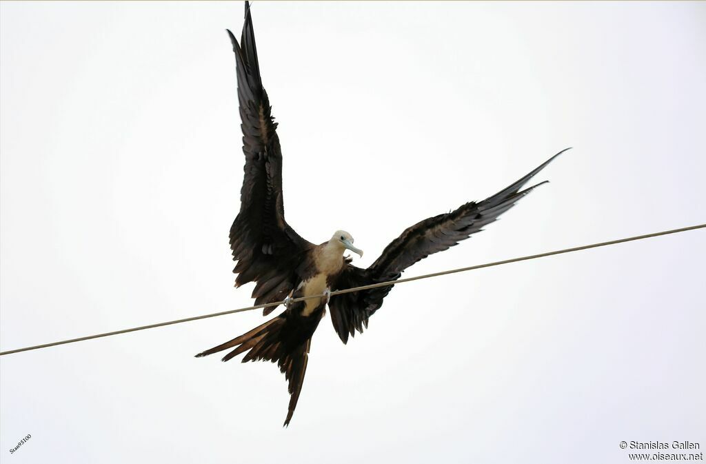 Magnificent Frigatebird