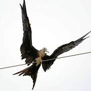 Magnificent Frigatebird