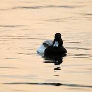 Lesser Scaup