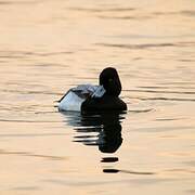 Lesser Scaup