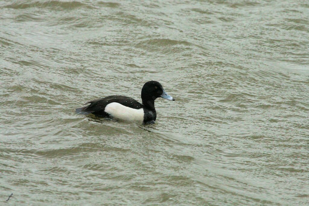 Tufted Duck male adult breeding