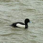 Tufted Duck