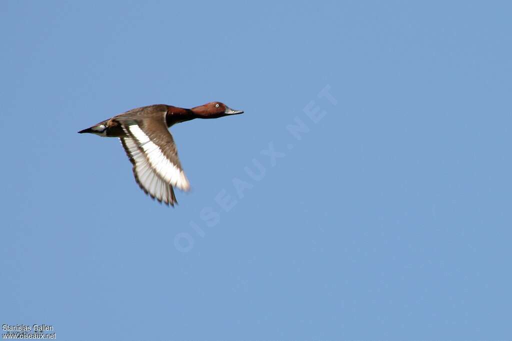 Ferruginous Duck male adult, pigmentation, Flight