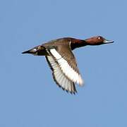 Ferruginous Duck