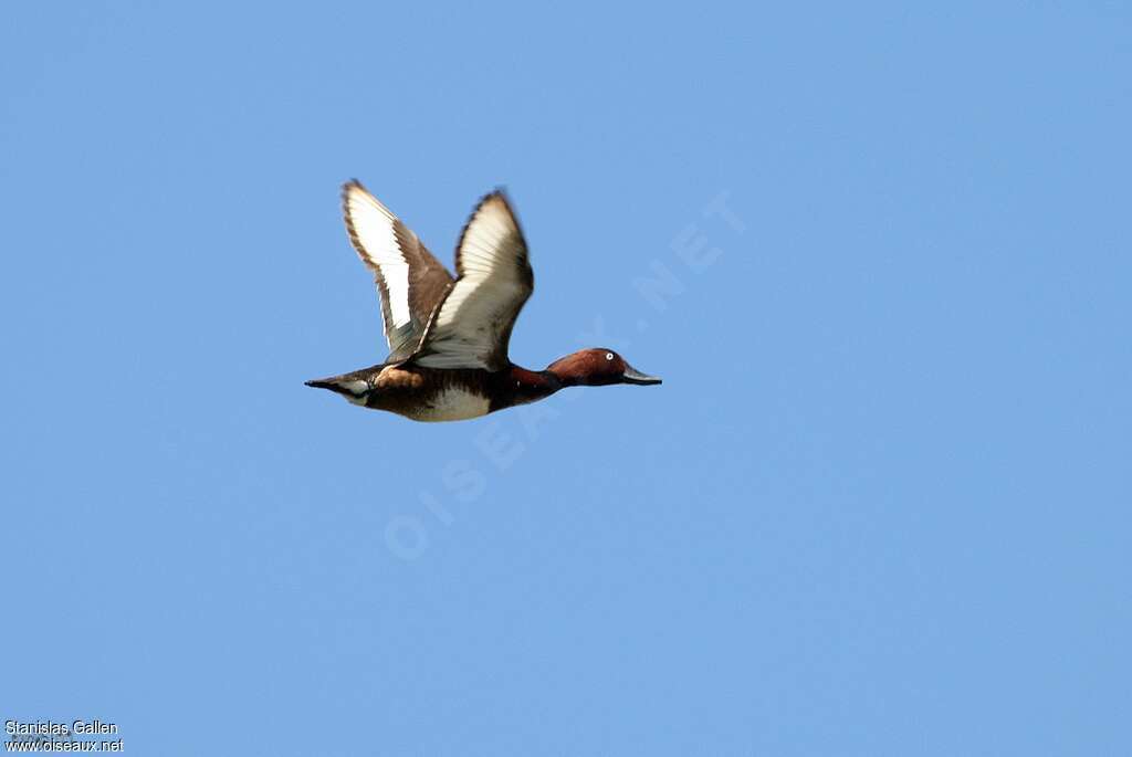 Ferruginous Duck male adult breeding, Flight