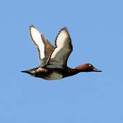 Ferruginous Duck