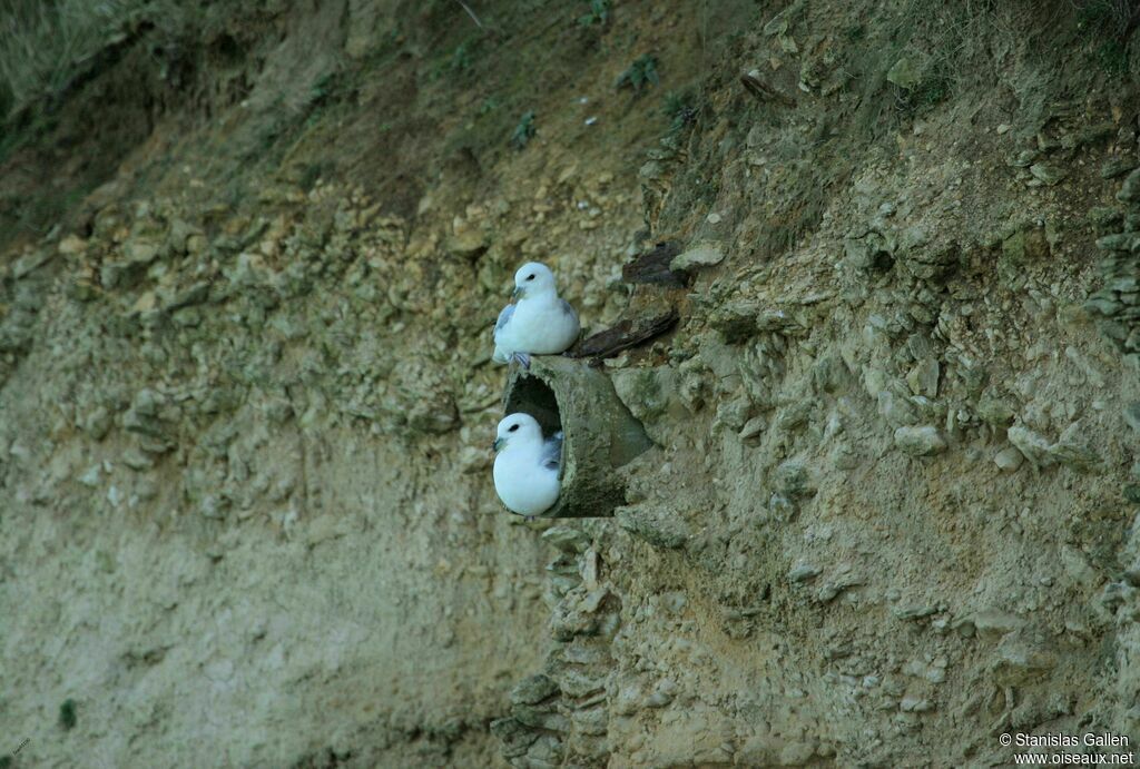 Fulmar boréaladulte nuptial