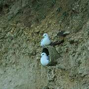 Northern Fulmar