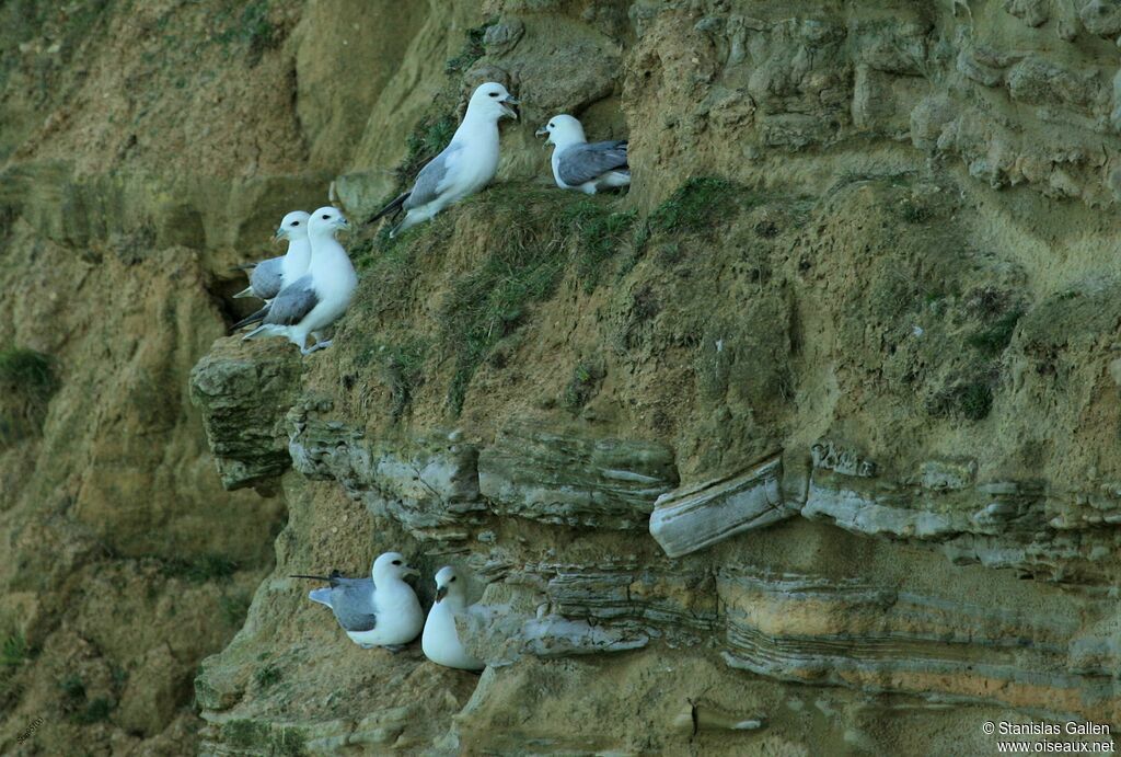 Fulmar boréaladulte nuptial