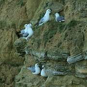 Northern Fulmar