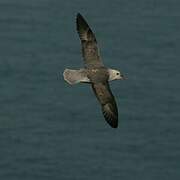 Fulmar boréal