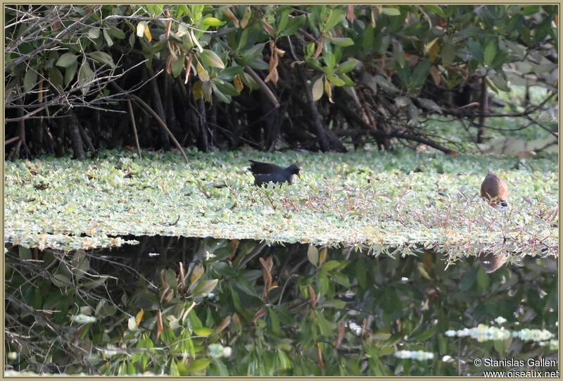 Gallinule africaineadulte, pêche/chasse