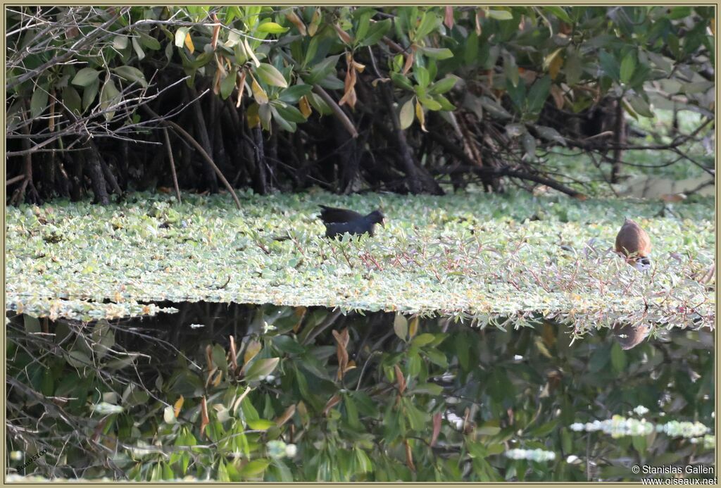 Gallinule africaineadulte, pêche/chasse