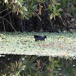 Gallinule africaine