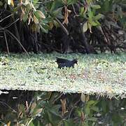 Lesser Moorhen