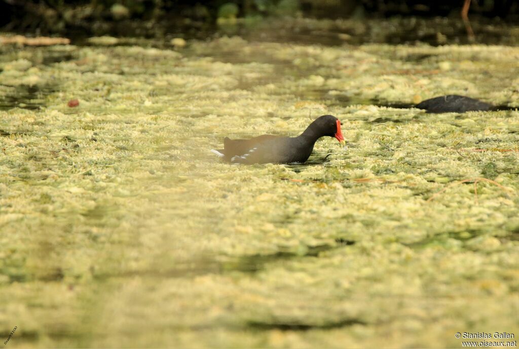 Gallinule d'Amériqueadulte, nage