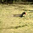 Gallinule d'Amérique