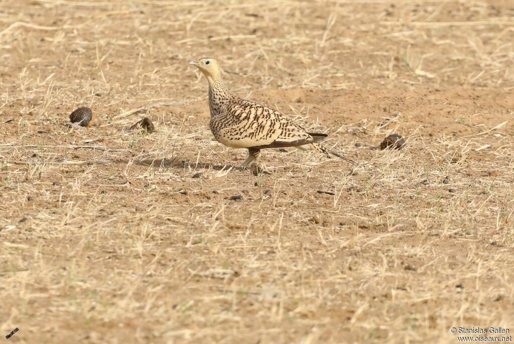 Chestnut-bellied Sandgrouse female adult