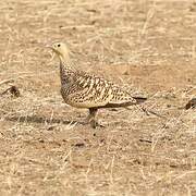 Chestnut-bellied Sandgrouse